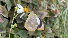 Appias indra aristoxemus