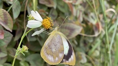 Appias indra aristoxemus