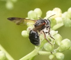 Nomia fuscipennis