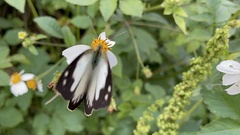 Appias indra aristoxemus