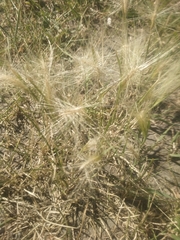 Hordeum jubatum