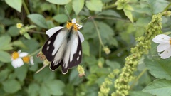 Appias indra aristoxemus
