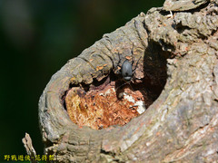 Plesiophthalmus formosanus