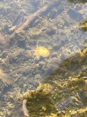 Gastropoda