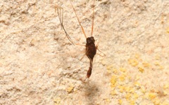 Serratella ignita