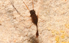 Serratella ignita