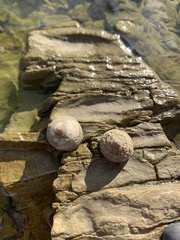 Bembicium