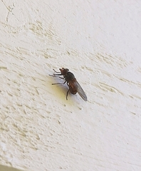 Rhingia
