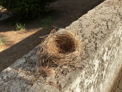 Aves