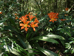 Clivia miniata