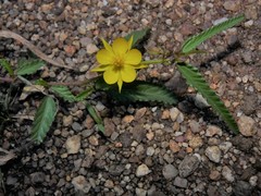 Corchorus asplenifolius