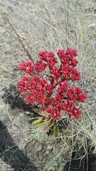Crassula alba