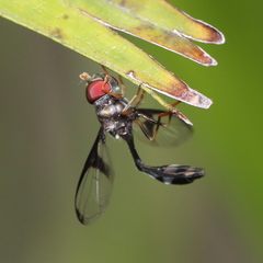 Allobaccha siphanticida