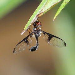 Allobaccha siphanticida