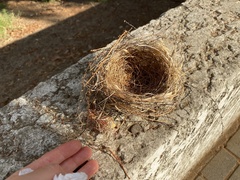Aves