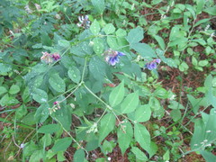 Vicia venosa baicalensis