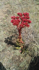 Crassula alba