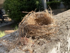 Aves