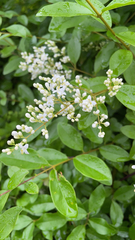Ligustrum