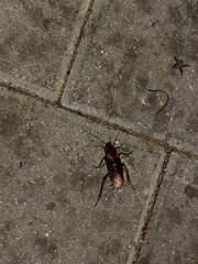 Periplaneta americana