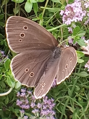 Aphantopus hyperantus