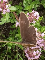 Aphantopus hyperantus