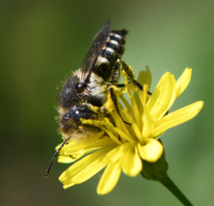Coelioxys conicus