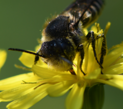 Coelioxys conicus