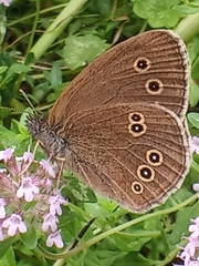 Aphantopus hyperantus