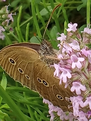 Aphantopus hyperantus