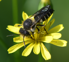 Coelioxys conicus