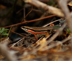 Eutropis bibronii