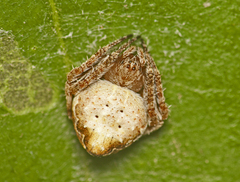 Araneus acuminatus