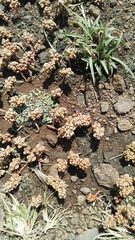 Crassula corallina