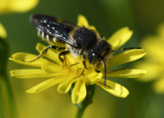 Coelioxys conicus