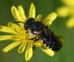 Coelioxys conicus