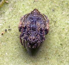 Araneus acuminatus