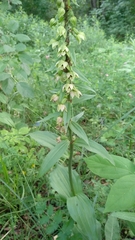 Epipactis helleborine