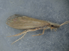 Lepidostoma basale