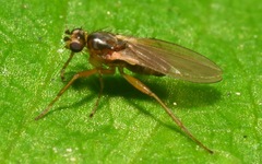Lonchoptera lutea
