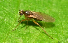 Lonchoptera lutea