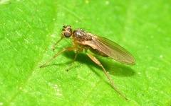Lonchoptera lutea