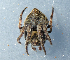 Araneus acuminatus