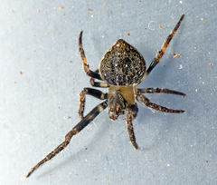 Araneus acuminatus