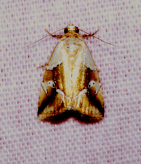 Maliattha separata
