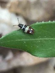 Heterogaster artemisiae