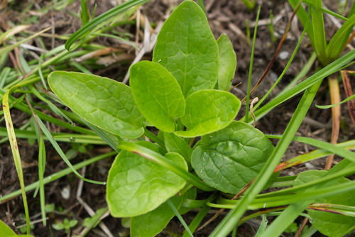 Marsh valerian (Valeriana dioica)