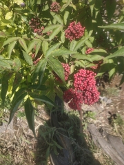 Sambucus racemosa