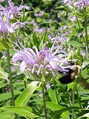 Bombus griseocollis