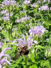 Bombus griseocollis